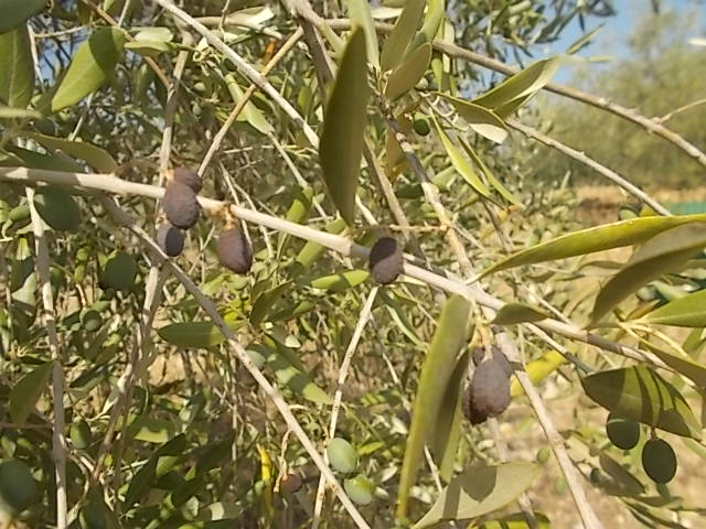 Olio d’oliva, nel Senese produzione in calo del 70%