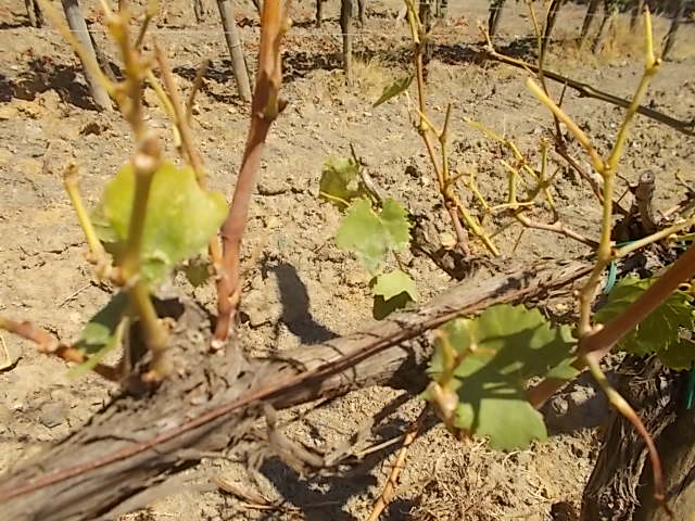 Caso 2: l’uva in Chianti