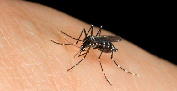 Malattie trasmesse da zanzare e insetti: i consigli della Regione per la prevenzione