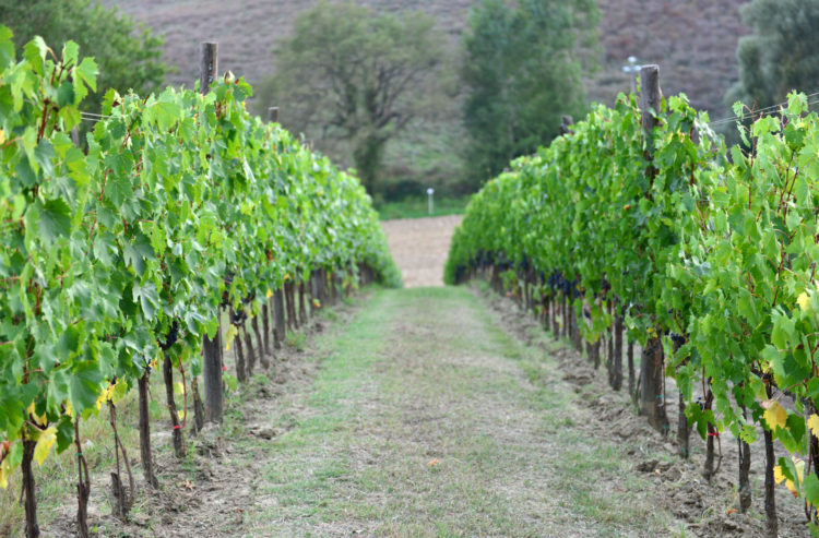 Riconversione e ristrutturazione vigneti: stanziati 17 milioni