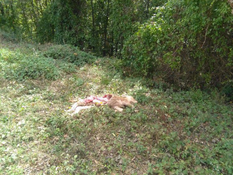 Un nuovo attacco dei lupi in Mugello, allevatori esasperati