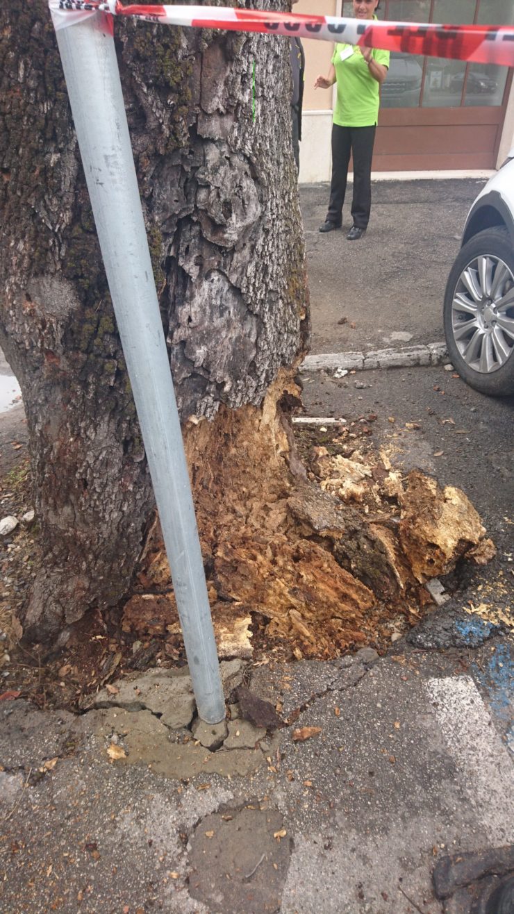 Lecci pericolanti abbattuti in viale Diaz