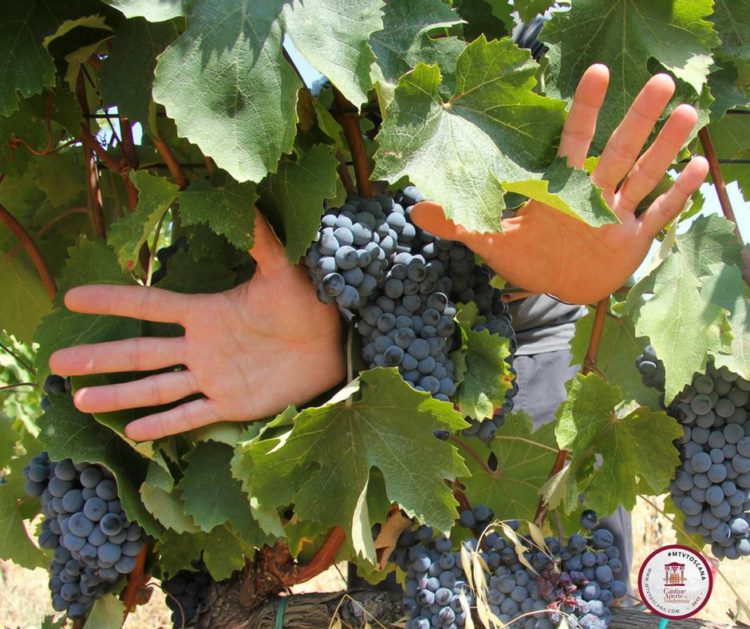 “le mani del vino”: la vendemmia “social” si fa nelle cantine toscane