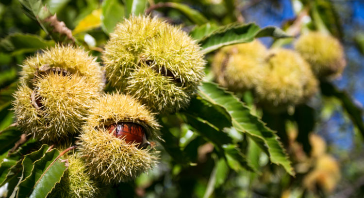 Al via #AmiatAutunno: il viaggio tra gusto e tradizione