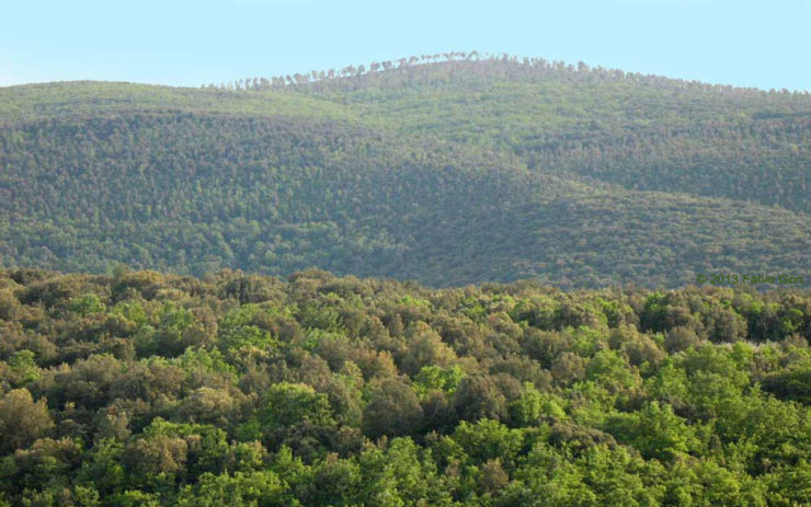 Tagli boschivi sulla Montagnola: c’è un esposto