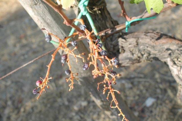 I cinghiali bevono duemila bottiglie di vino