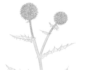 “Ars botanica” nei disegni di Sergio Casini e in antichi libri