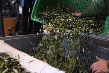 Iniziata la raccolta delle olive nella Valdichiana senese
