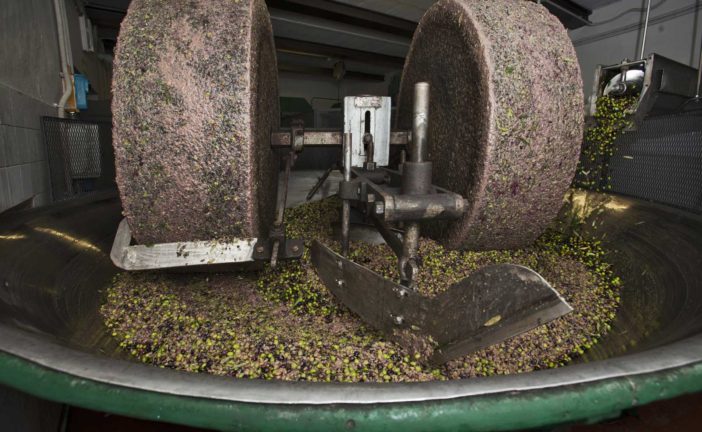 Agricoltura: Rinviata di un anno la norma del conferimento olive in sei ore