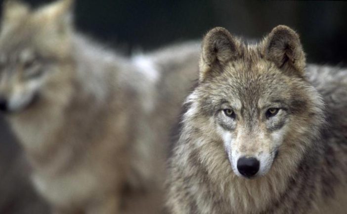 Coldiretti: “Lupi: col declassamento più tutele per le aziende casearie”