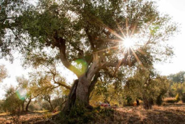 Camminata tra gli olivi: luoghi e percorsi per scoprire la cultura dell’olio