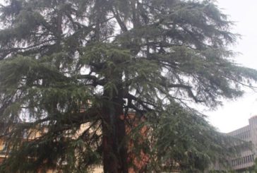 Alberi di pregio: interventi del Comune di Siena