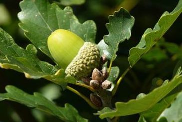 Giornata degli alberi a San Quirico: iniziative per gli studenti