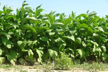 Tabacco: accordo Philip Morris Italia/Coldiretti