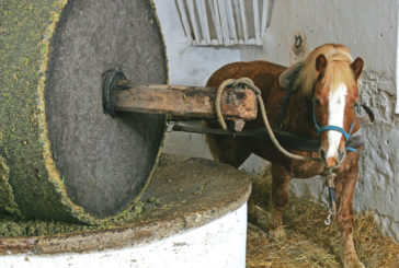 Pane, olio e vino a Palazzone