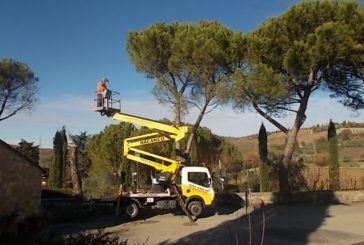 A San Sano taglio dei pini pericolosi