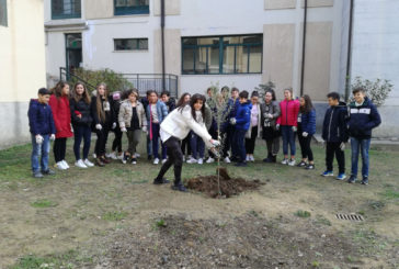 Olivo, simbolo di rispetto verso la natura e  verso l’uomo