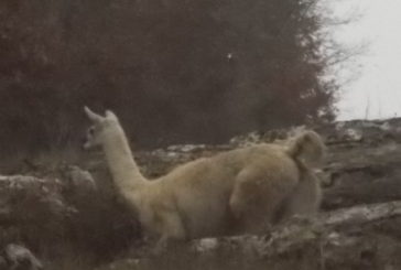 Lama in Chianti: nuova specie autoctona?