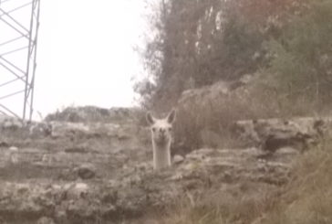 Salvini (Lega): “Chiederò lumi sui lama in Chianti”