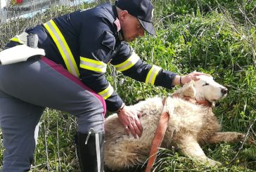 Cane in pericolo sulla Palio: la Polstrada ferma il traffico
