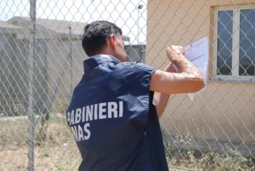 Irregolarità nell’allevamento di suini: multa salata per il proprietario