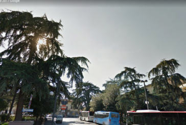 Il WWF chiede di sospendere gli abbattimenti in Piazza Mazzini a Poggibonsi