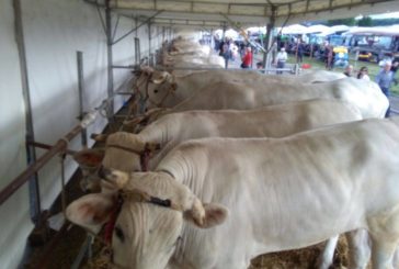 Tutto pronto per la Fiera dell’Agricoltura delle Tre Berte