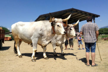 Chianina: le prospettive commerciali nei risultati del progetto Meat&Value