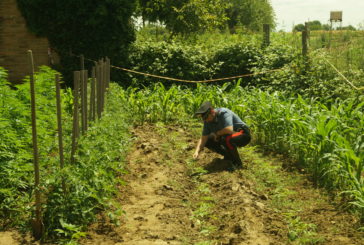 Un insolito orto a Montepulciano