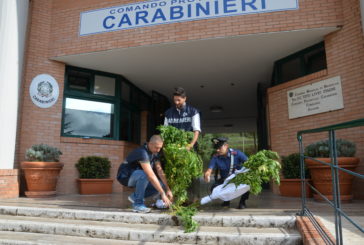 Coltiva canapa indiana in casa: denunciato