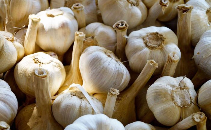 L’Aglione della Valdichiana a un passo dall’Igp