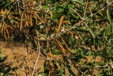 Olivi, Confagricoltura: “La Xylella non è una scia chimica”