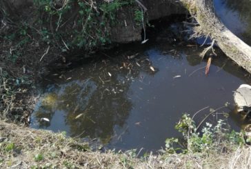 Moria di pesci e distruzione della vegetazione del torrente Sorra