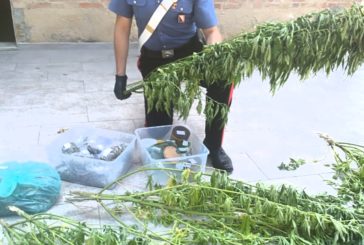 Coltiva marijuana nel bosco: arrestato dai Carabinieri