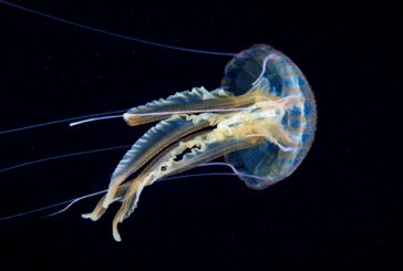 Rifiuti plastici nelle meduse: lo studio di due ricercatrici Unisi