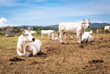 La Valdichiana diventa sede di tutela della razza chianina