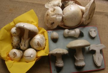 Grande successo per “Funghi in mostra”