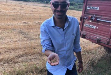I grani antichi di Siena diventano un progetto imprenditoriale