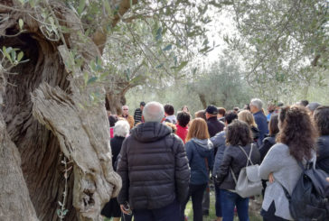 Una domenica in Toscana per la “Camminata tra gli ulivi”