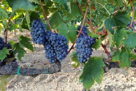 Oltre 6,7 milioni di risorse comunitarie alle aziende vitivinicole