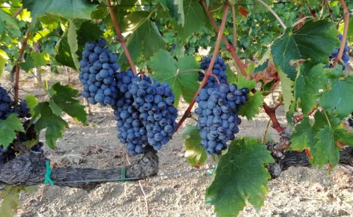 Oltre 6,7 milioni di risorse comunitarie alle aziende vitivinicole