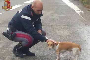 Sinalunga: cane salvato dalla Polstrada