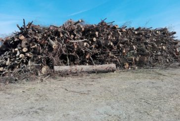 Alberi abbattuti lungo i corsi d’acqua: il WWF si appella agli amministratori