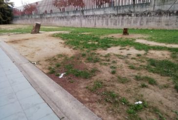 Insieme Poggibonsi: “Scuole Pieraccini: pianta pericolosa e degrado”