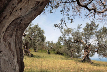 Esperienza outdoor con la Camminata tra gli olivi a Siena