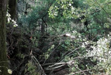Orto Botanico: iniziati i lavori per la messa in sicurezza delle piante
