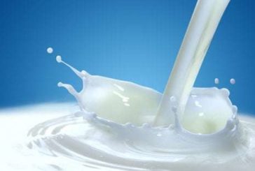 Latte ovino, finalmente il piano prende sostanza
