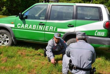 I Carabinieri Forestali recuperano la carcassa di un lupo