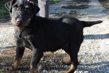 Una bellissima femmina di Jagterrier cerca famiglia