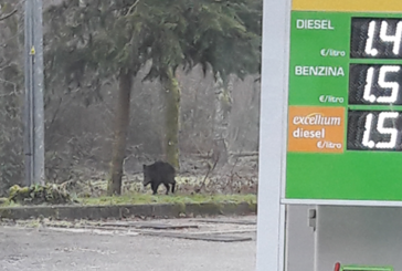 I cinghiali “fanno il pieno” al distributore di Gaiole